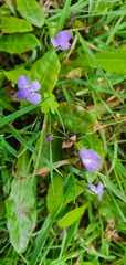 Mazus pumilio