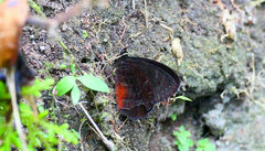 Satyrinae