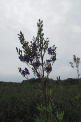 Delphinium cuneatum