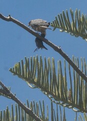 Falco longipennis