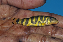 Bengal Loach photo 5