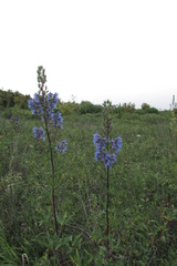 Delphinium cuneatum