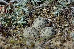 Charadrius alexandrinus