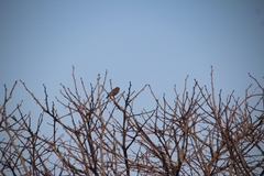 Emberiza pusilla