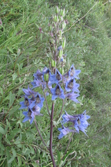 Delphinium cuneatum