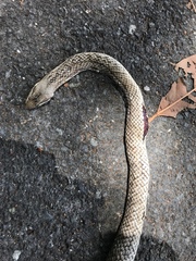 Cubophis cantherigerus