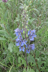 Delphinium cuneatum