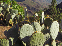 Opuntia