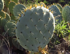 Opuntia