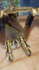 Phoneutria fera