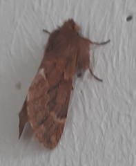 Ptilophora plumigera