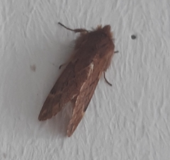 Ptilophora plumigera