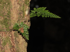 Davallia griffithiana