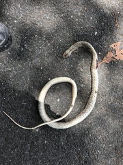 Cubophis cantherigerus
