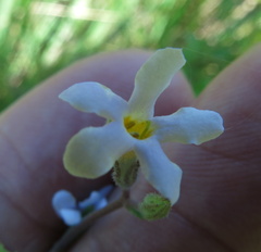 Chaenostoma floribundum