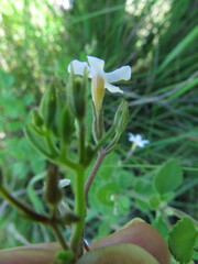 Chaenostoma floribundum