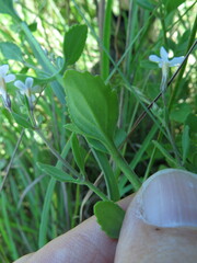 Chaenostoma floribundum