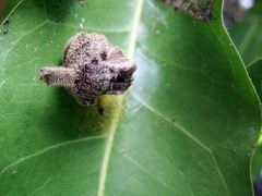 Poltys illepidus