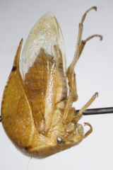 Stictocephala bisonia