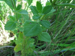 Chaenostoma floribundum