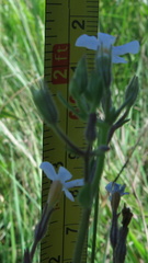 Chaenostoma floribundum