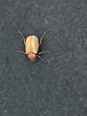 Melolonthinae