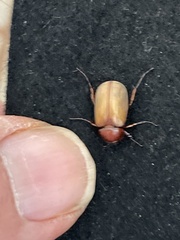 Melolonthinae