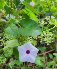 Ipomoea
