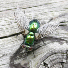Gymnocheta viridis