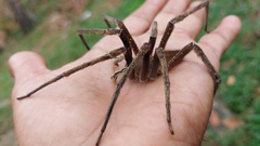 Phoneutria fera