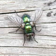 Gymnocheta viridis