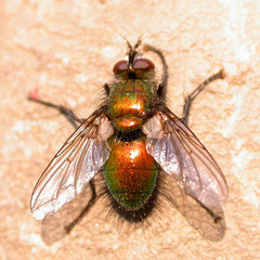 Gymnocheta viridis