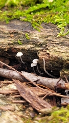 Mycena meliigena