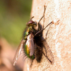 Gymnocheta viridis