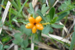 Daphne striata