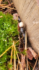 Mycena meliigena