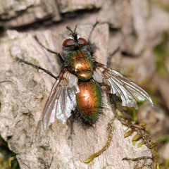 Gymnocheta viridis