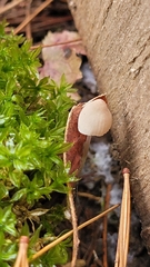 Mycena meliigena