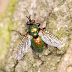 Gymnocheta viridis