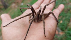 Phoneutria fera
