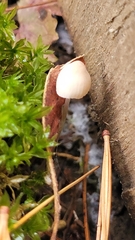 Mycena meliigena