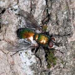 Gymnocheta viridis