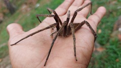 Phoneutria fera