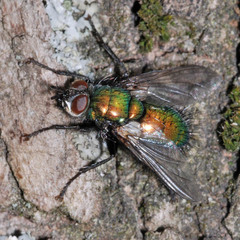 Gymnocheta viridis