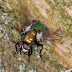 Gymnocheta viridis