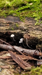 Mycena meliigena