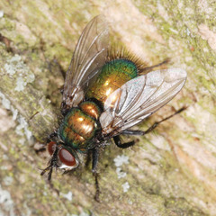 Gymnocheta viridis