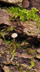 Mycena meliigena