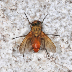 Leskia aurea