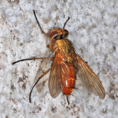 Leskia aurea